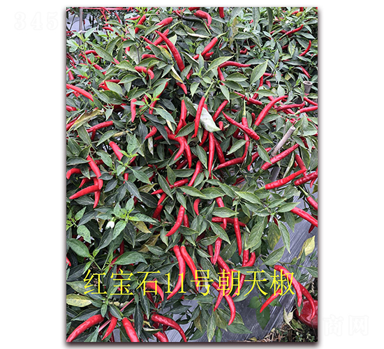 ʥ�r(n��ng)�t��ʯ11̖(h��o)���콷-���콷�N��-ʥ�r(n��ng)�߿�