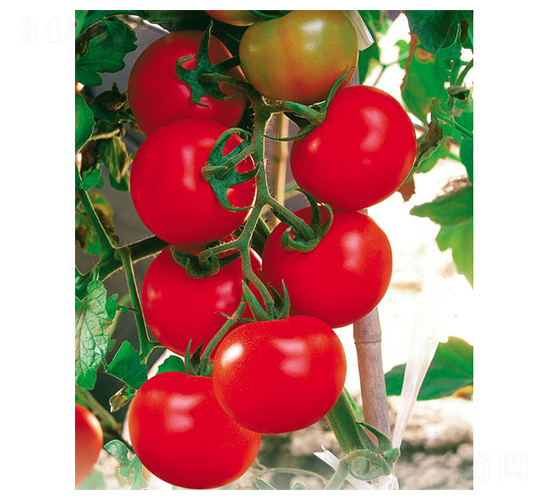 ���r-���ѷN��-ʒ�·N�I(y��)