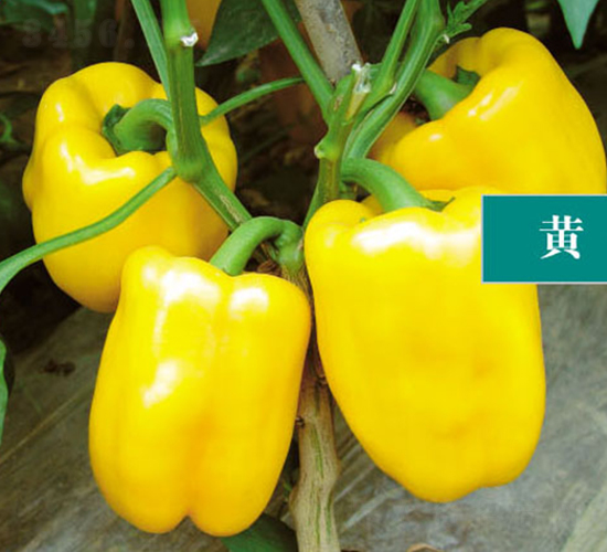 �S��-�����N��-ʒ�·N�I(y��)