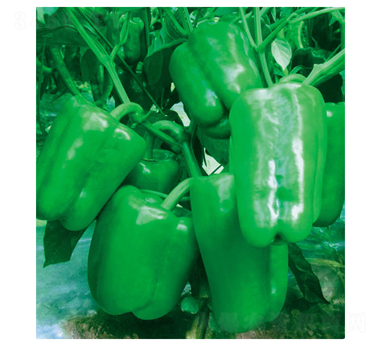 �S��-�𽷷N��-ʒ�·N�I(y��)