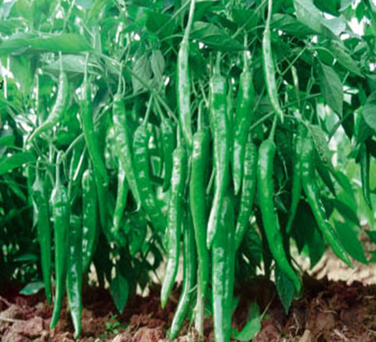 ����-�����N��-ʒ�·N�I(y��)