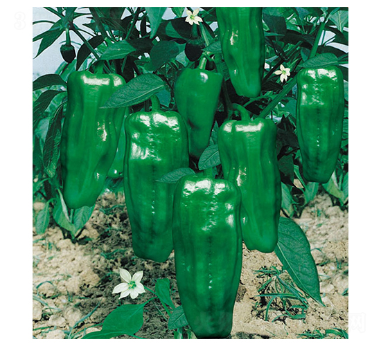 ʒ����̖(h��o)-�����N��-ʒ�·N�I(y��)