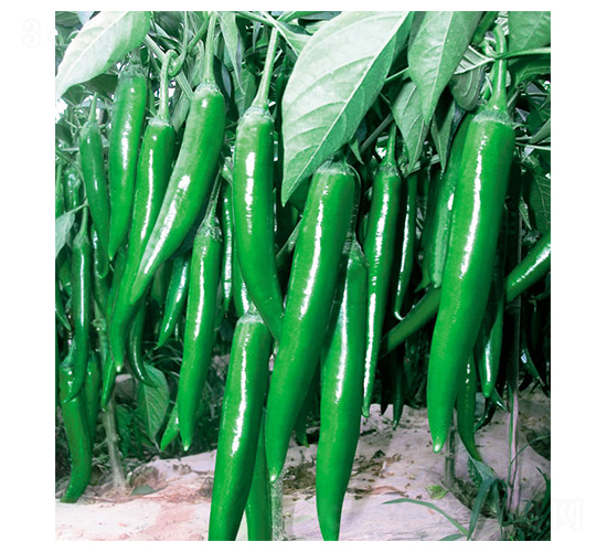 �|������-�����N��-ʒ�·N�I(y��)