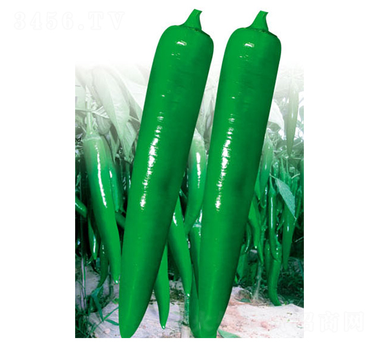 ����ʮ��̖(h��o)-�����N��-ʒ�·N�I(y��)