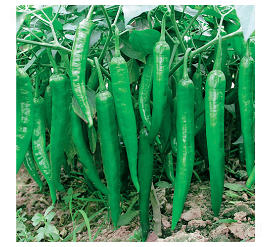 ʒ����̖(h��o)-�����N��-ʒ�·N�I(y��)