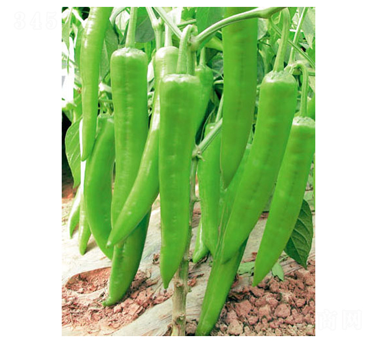 �����-�����N��-ʒ�·N�I(y��)