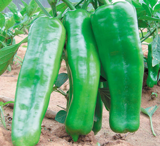 ���A���-�����N��-ʒ�·N�I(y��)