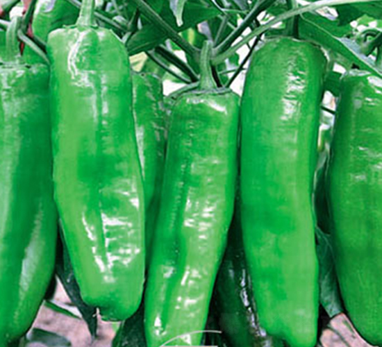 ������-�����N��-ʒ�·N�I(y��)