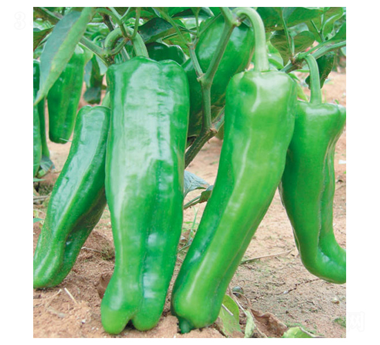 �PԽ-�����N��-ʒ�·N�I(y��)