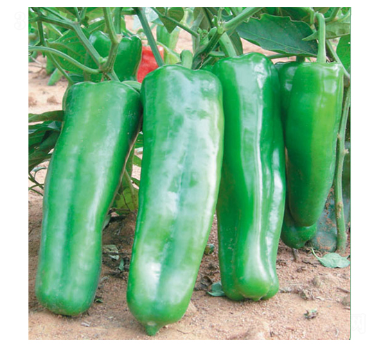 ʒ��ʮ��-�����N��-ʒ�·N�I(y��)