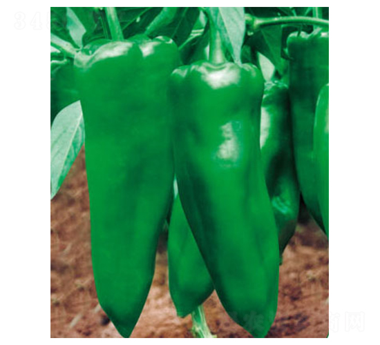 �����-�����N��-ʒ�·N�I(y��)