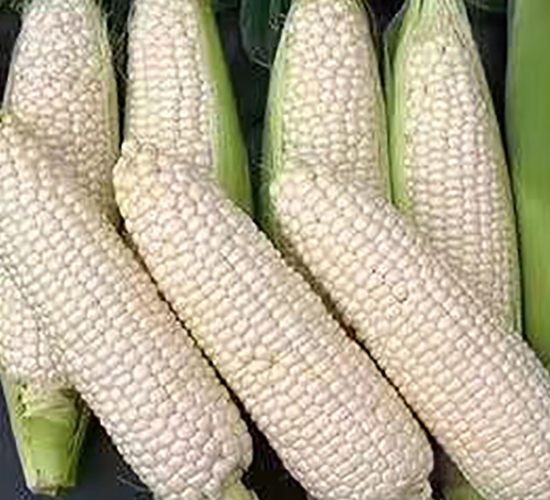 ��Ŵ2000-Ŵ���׷N��-����N��