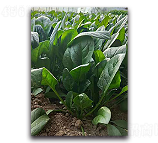 ��Ȫ2018-���˷N��-����N��