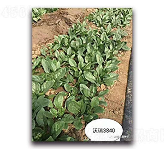 ����3840-���˷N��-����N��