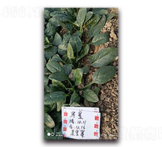 ���ǲ���-���˷N��-����N��