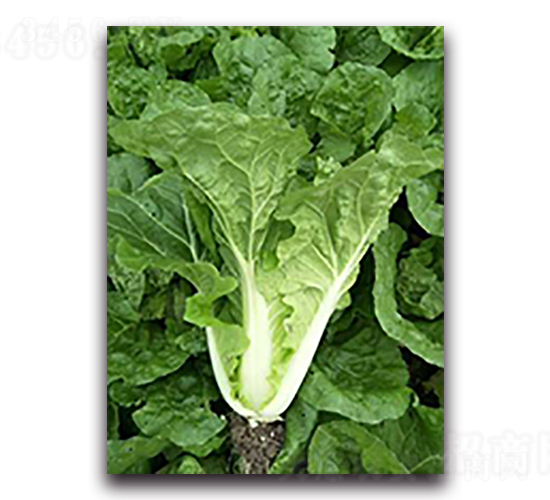 ����01-�ײ˷N��-����N��