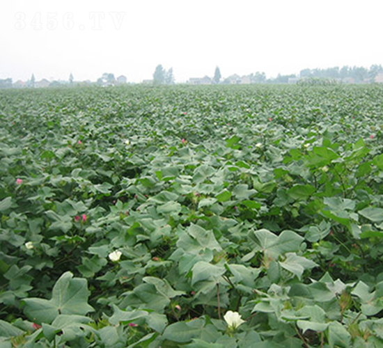 ����2̖(h��o)-�޻��N��-���r(n��ng)���S