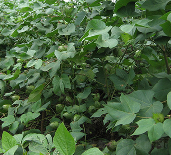 ���r6̖-�޻��N��-���r���S