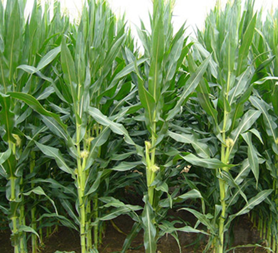 ����1̖(h��o)-���׷N��-���r(n��ng)���S