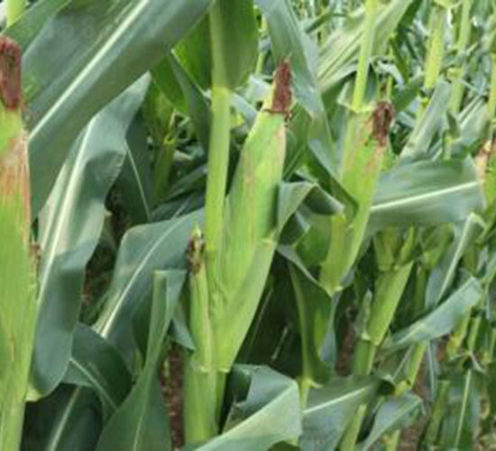 ND1602-���׷N��-���r(n��ng)���S