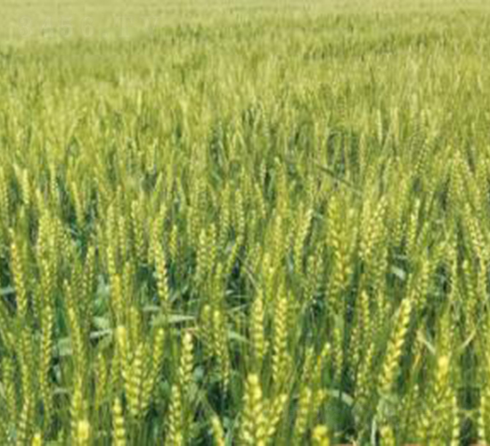 �r(n��ng)��88-С���N��-���r(n��ng)���S