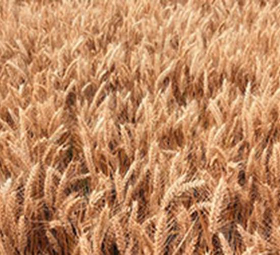 �r(n��ng)��168-С���N��-���r(n��ng)���S