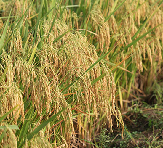 ��(chu��ng)�Ƀ�(y��u)276-ˮ���N��-���r(n��ng)���S