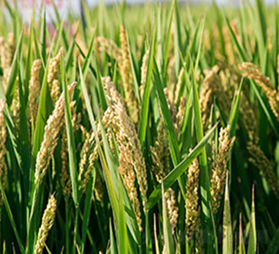 �S��3227-ˮ���N��-���r(n��ng)���S