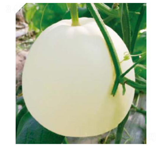 �P��-��ϷN��-��(y��u)���r�I(y��)