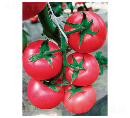 �P¡-���ѷN��-��(y��u)���r(n��ng)�I(y��)