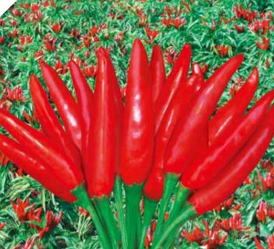 �t����-�����N��-��(y��u)���r(n��ng)�I(y��)