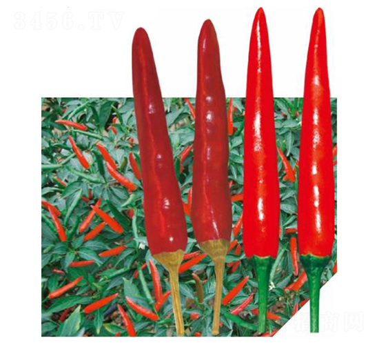 ���G-�����N��-��(y��u)���r(n��ng)�I(y��)