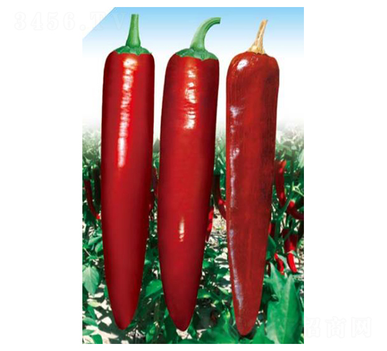 ����-�����N��-��(y��u)���r(n��ng)�I(y��)