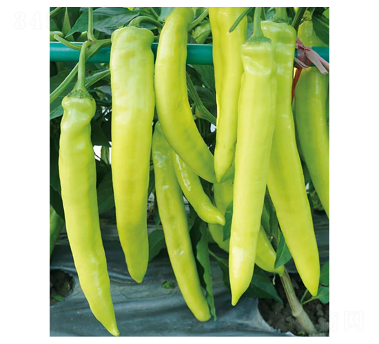 ���S-�����N��-��(y��u)���r(n��ng)�I(y��)