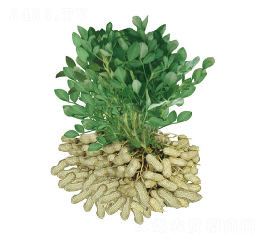 ��ɳ1016-�����N��-���S�N�I(y��)