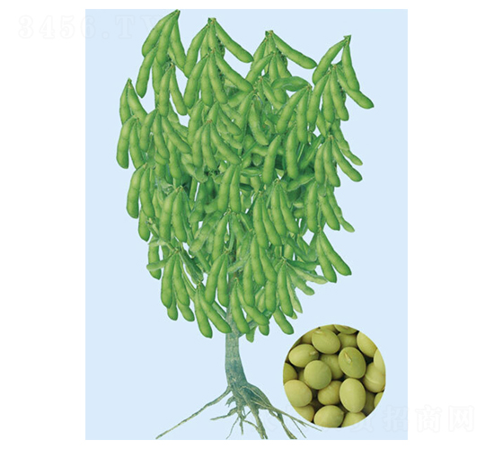 �|��3̖-ë���N��-���S�N�I(y��)