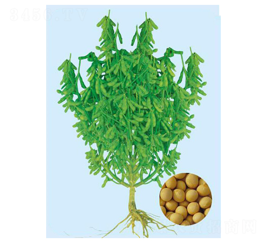 �|��50-�󶹷N��-���S�N�I(y��)