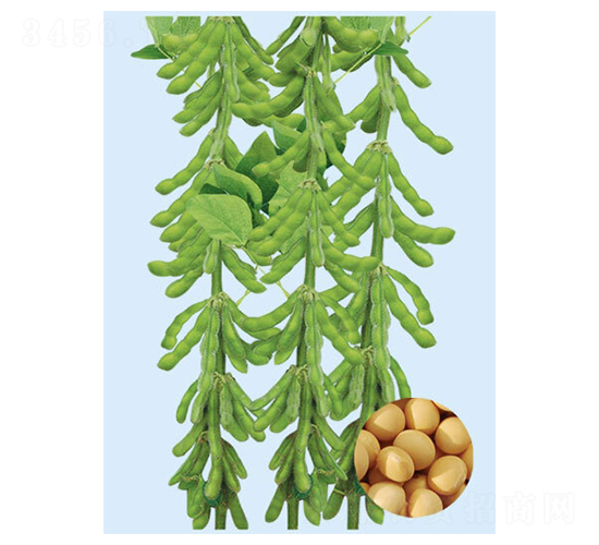 ������һ̖-�󶹷N��-���S�N�I(y��)