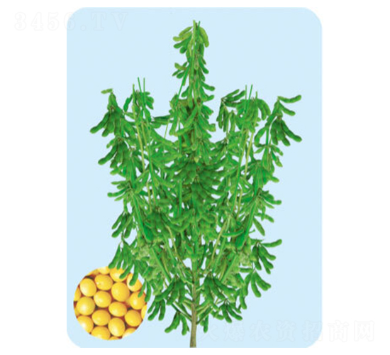 �F��53-�󶹷N��-���S�N�I(y��)