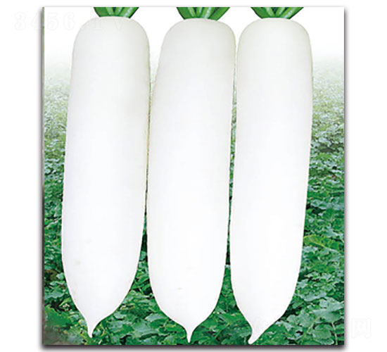 ��ѩ-�}���N��-���ʵ�(l��)