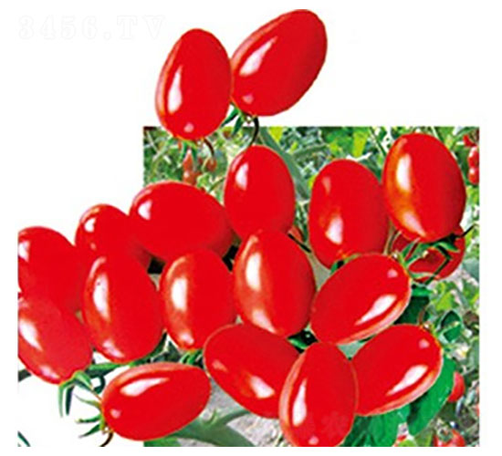 ��ʥŮ-���ѷN��-���ʵ�