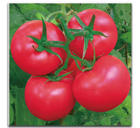 ����-���ѷN��-���ʵ�