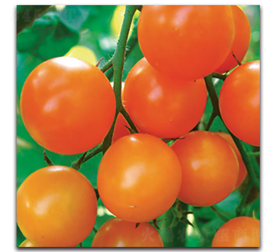 ���-���ѷN��-���ʵ�