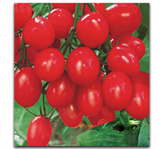 ���\�̋�-���ѷN��-���ʵ�