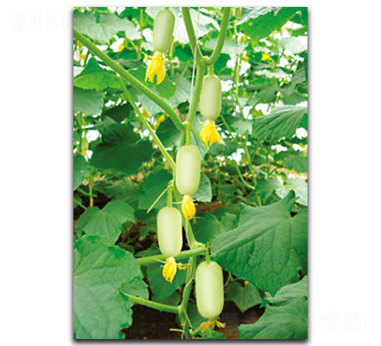 ��Ů-�S�ϷN��-���ʵ�(l��)