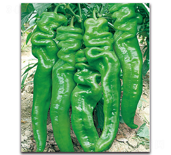 �P��-�����N��-���ʵ�