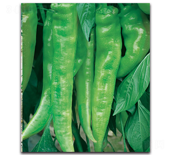 ����-�����N��-���ʵ�