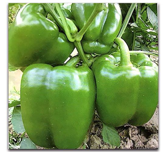 �W�ɿ�4̖-�𽷷N��-���ʵ�