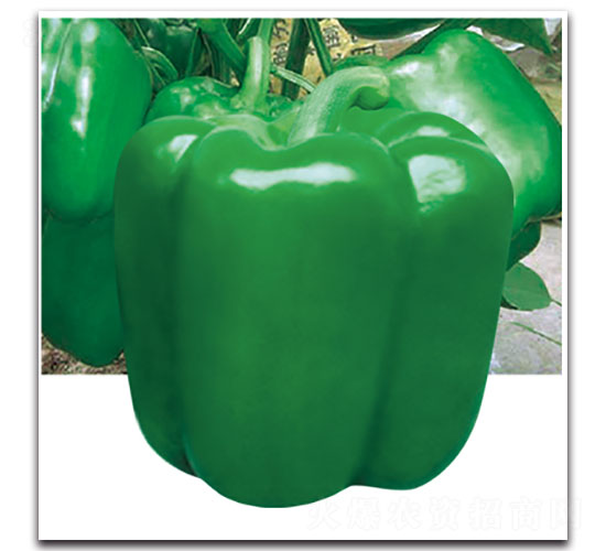 �W�ɿ�-�𽷷N��-���ʵ�