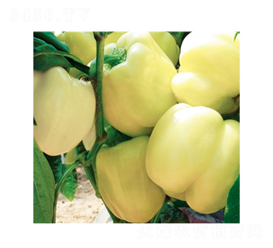 ���R����-�𽷷N��-���ʵ�(l��)